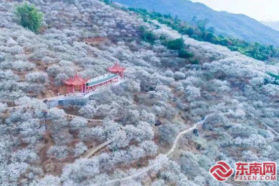 “梅”好风光 共绘漳州诏安红星文旅融合新画卷