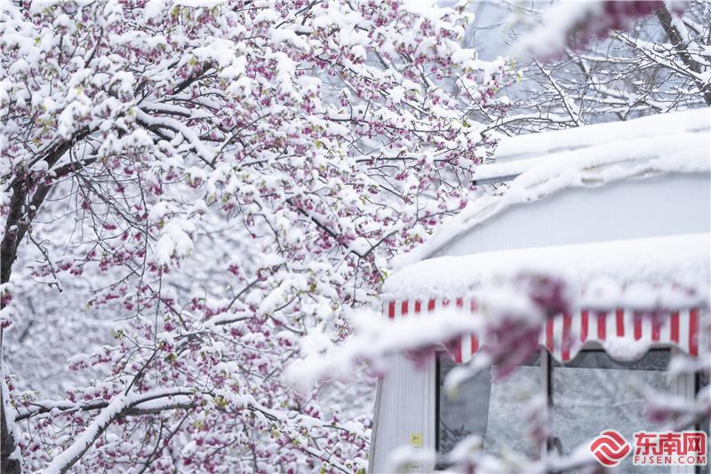 【组图】美翻了！三明清流樱花邂逅冬日白雪