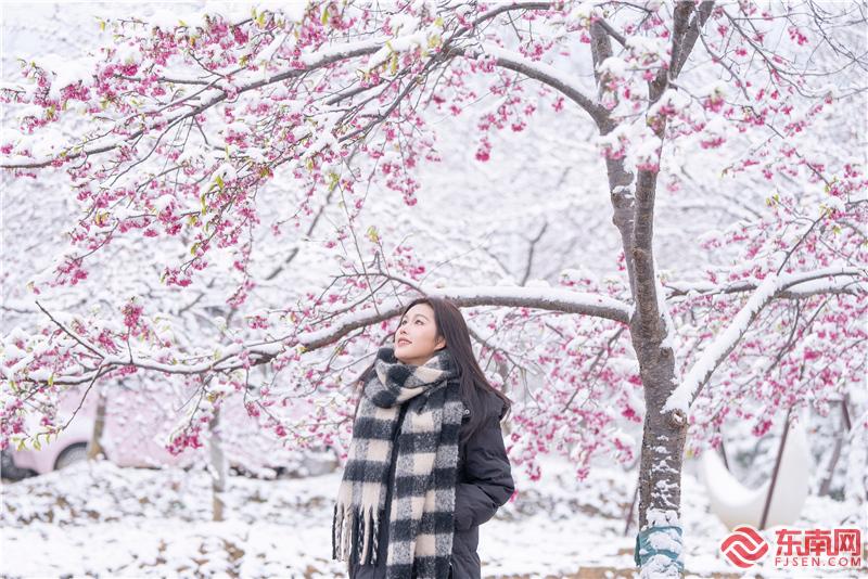 【组图】美翻了！三明清流樱花邂逅冬日白雪