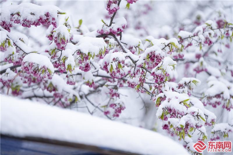 【组图】美翻了！三明清流樱花邂逅冬日白雪