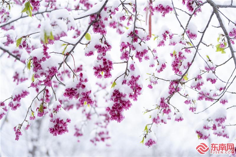 【组图】美翻了！三明清流樱花邂逅冬日白雪