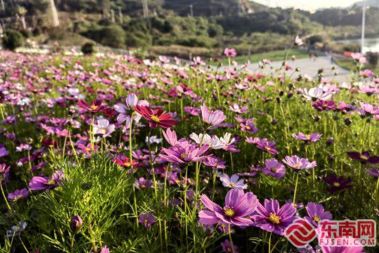 漳州诏安：春光无限好 旅游正当时