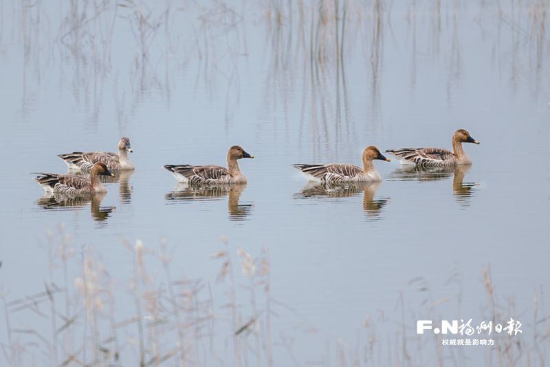 赏鱼观鸟玩玉石！福州罗源湾滨海新城文旅开启“欢乐盛宴”