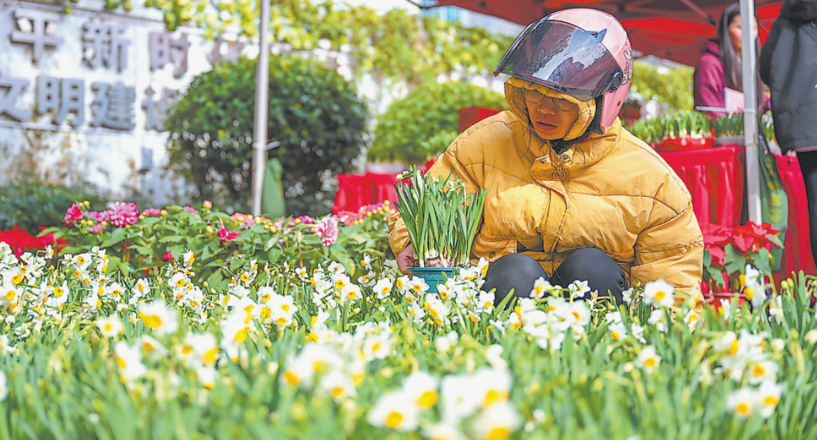 平潭水仙花节开幕邀你打卡