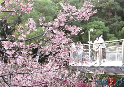 厦门多地樱花盛放 吸引市民游客前往打卡