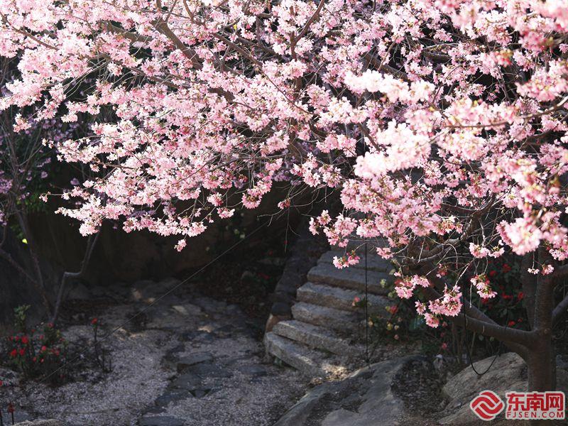 邂逅樱花 来漳州开发区赴一场春天的约会