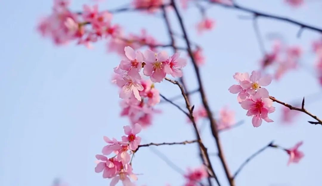打卡福州旗山湖公园烂漫春光！游湖赏花逛古厝