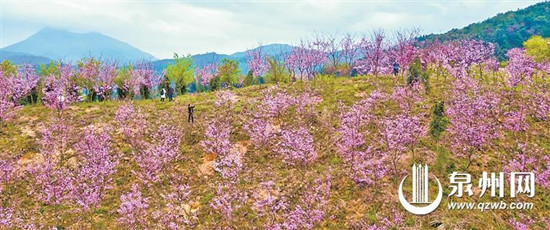 春暖花开 泉州进入赏花季 诸多赏花地成为热门打卡点