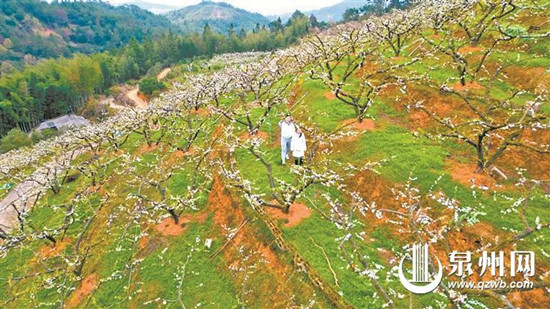 春暖花开 泉州进入赏花季 诸多赏花地成为热门打卡点