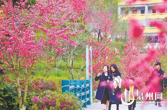 春暖花开 泉州进入赏花季 诸多赏花地成为热门打卡点