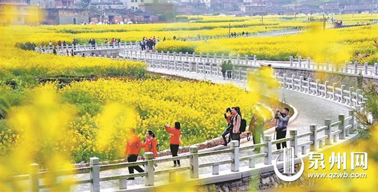 春暖花开 泉州进入赏花季 诸多赏花地成为热门打卡点