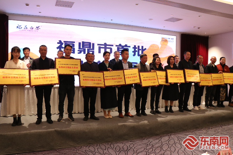全新玩法展示茶文化 宁德福鼎开茶节精彩纷呈