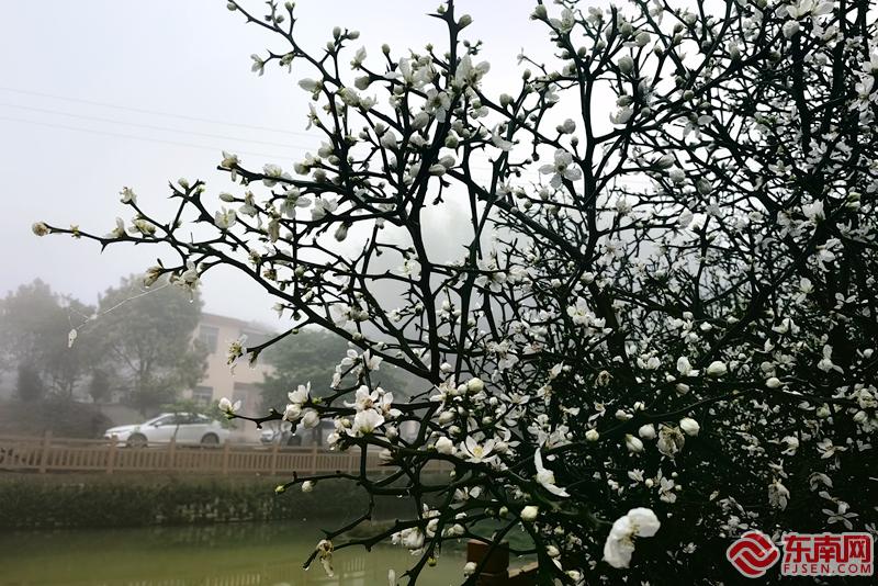 一路繁花 2024年漳州南坑镇枳实花文化节举行