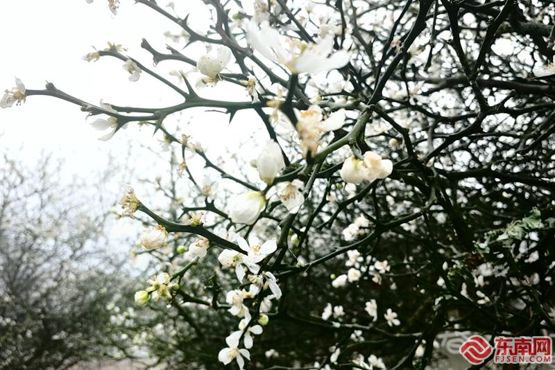 一路繁花 2024年漳州南坑镇枳实花文化节举行