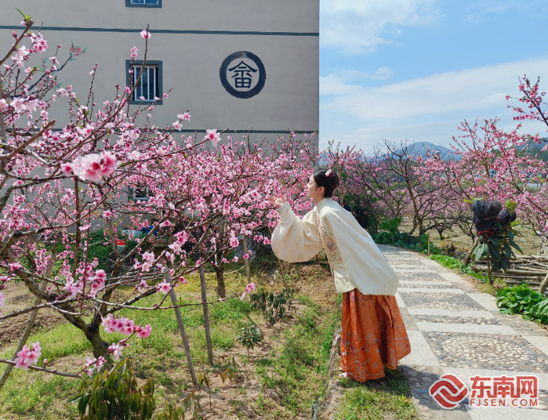 花香满园绕畲乡 穆云桃花节开幕