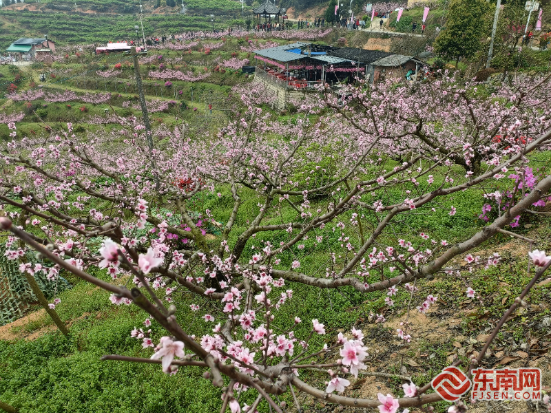 “甜美”古田迎来桃花节：万亩花海邀您共享春意