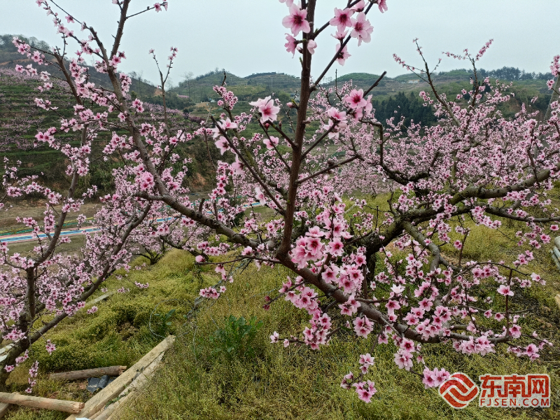 “甜美”古田迎来桃花节：万亩花海邀您共享春意