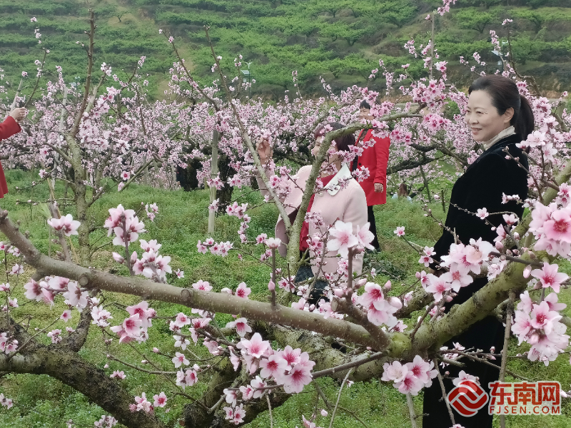 “甜美”古田迎来桃花节：万亩花海邀您共享春意