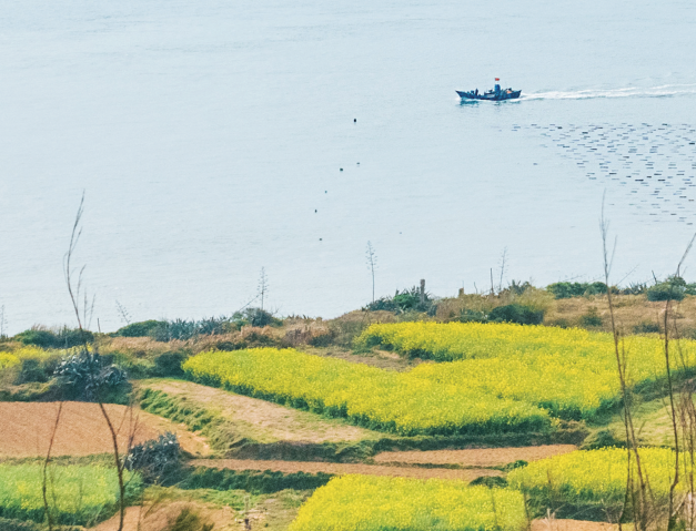 平潭油菜花田迎来旅游打卡热