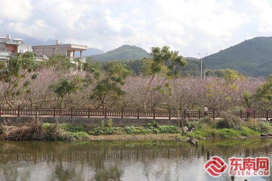 灼灼桃花引客来 漳州诏安建设乡“三色”旅游齐发力