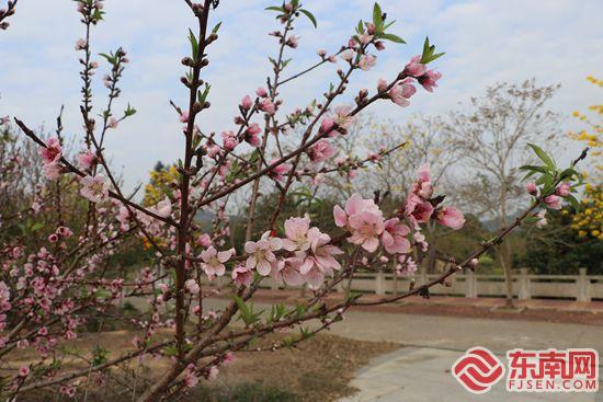 灼灼桃花引客来 漳州诏安建设乡“三色”旅游齐发力