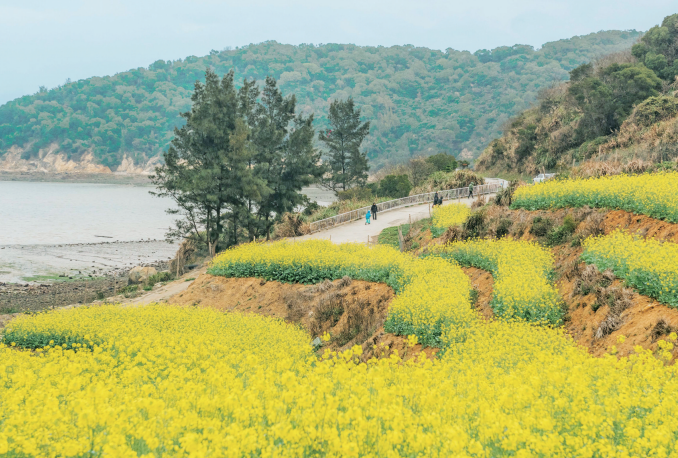 平潭油菜花田迎来旅游打卡热