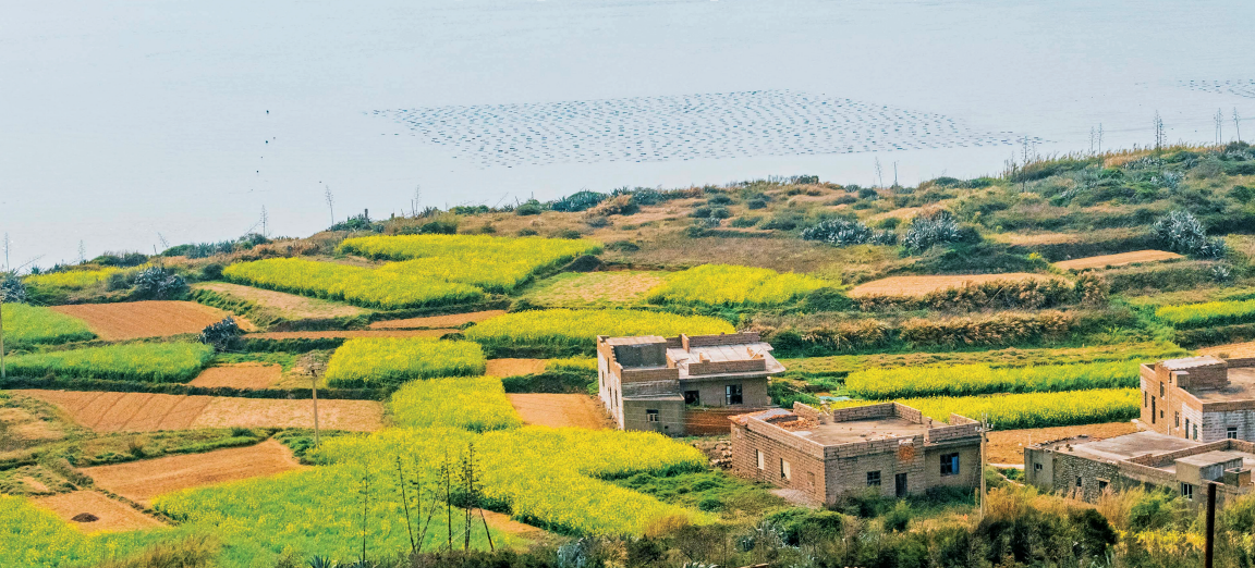 平潭油菜花田迎来旅游打卡热