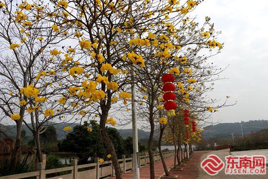 灼灼桃花引客来 漳州诏安建设乡“三色”旅游齐发力