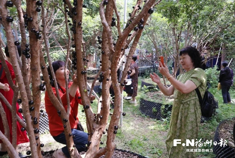 福州长乐举办树葡萄采摘文化节 激发文旅活力 带动经济发展