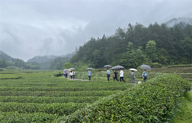 文化和旅游部民族民间文艺发展中心来闽开展“红茶制作技艺”课题调研