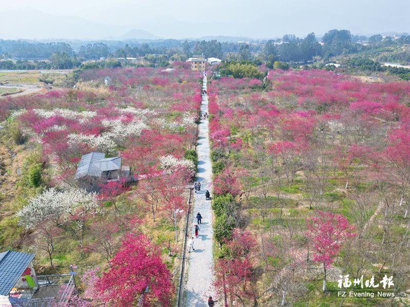 福州春游经济 万紫千红总是春