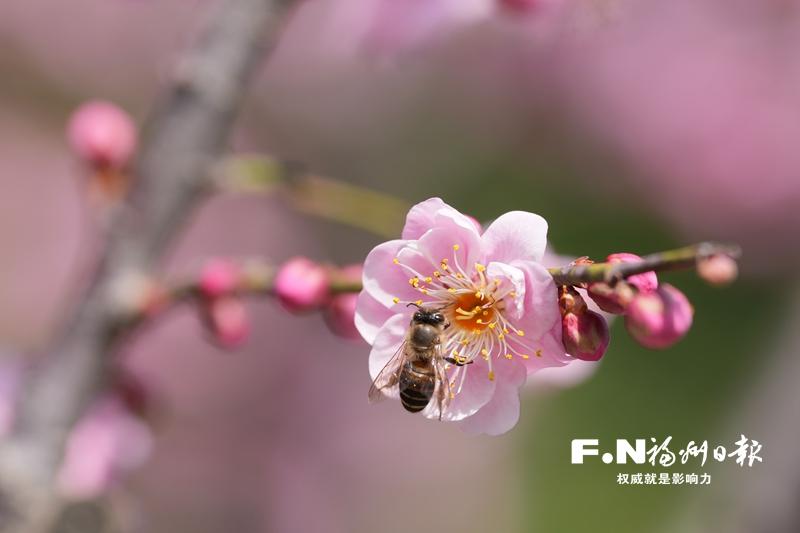两万多游客共赴梅花盛会：“梅”丽荆溪 花开“十城”