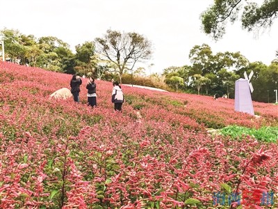 “花事”正当时 邀您来游园