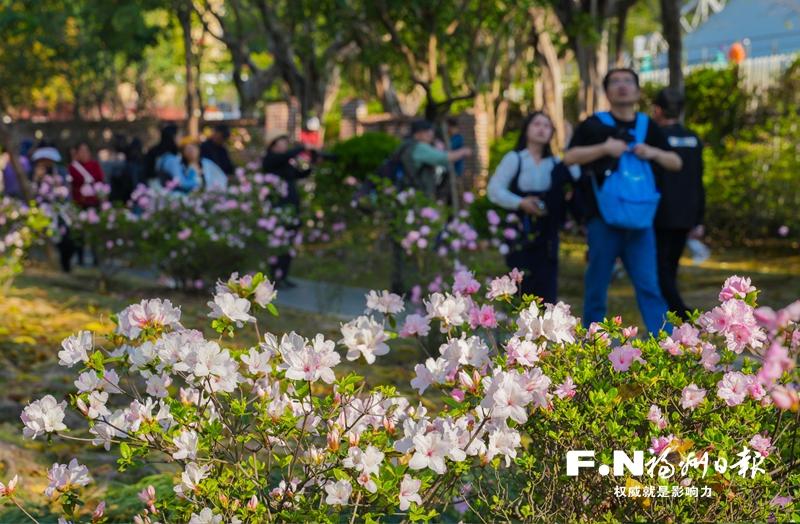 榕城“赏花经济”绽放新魅力 模式不断创新增添更多乐趣