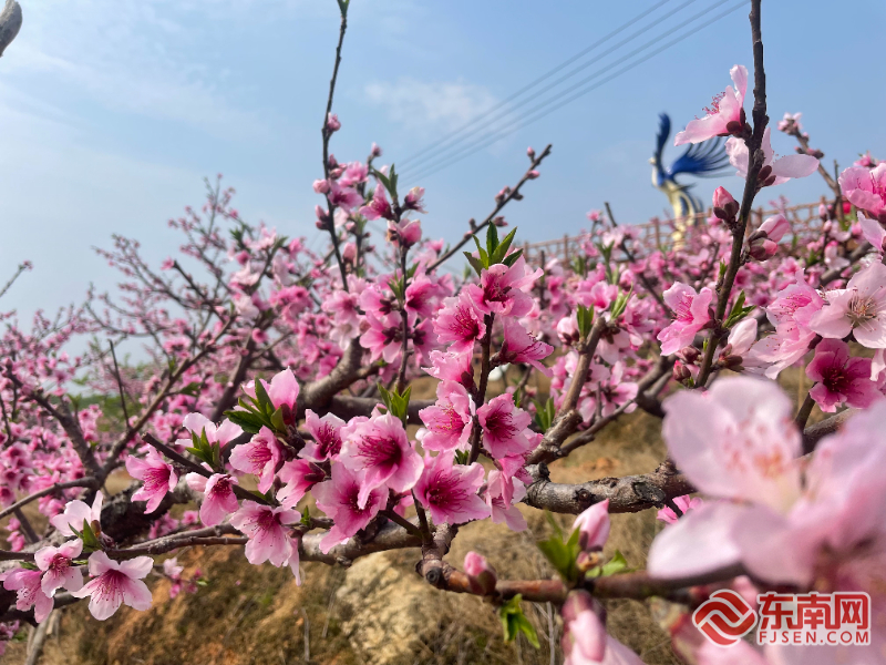 宁德古田：以“花”为媒 “美丽经济”踏春来