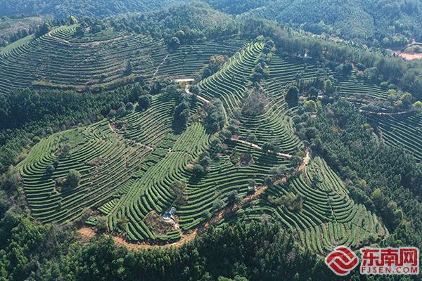 龙岩武平：一片叶子富一方百姓 茶旅融合促振兴