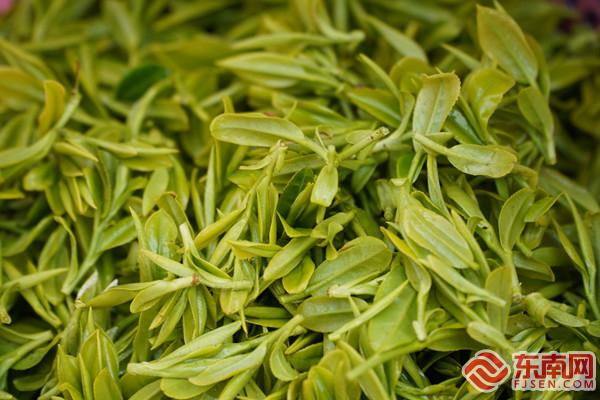 龙岩武平：一片叶子富一方百姓 茶旅融合促振兴
