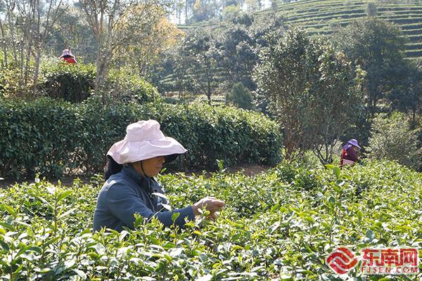 龙岩武平：一片叶子富一方百姓 茶旅融合促振兴