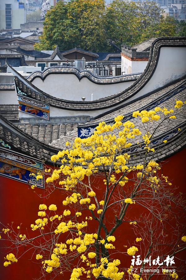 红墙黛瓦映黄花 来福州上下杭邂逅金色浪漫