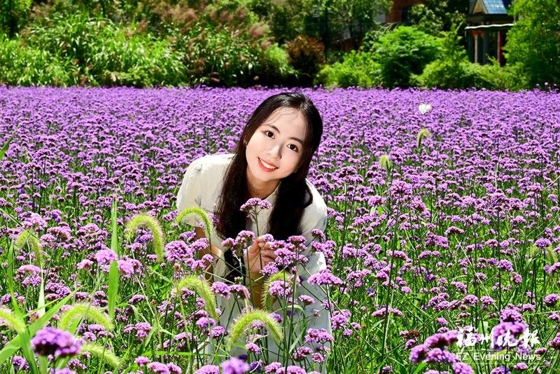 福州闽侯孔元花世界迎最佳观赏季 绚烂花海醉游人