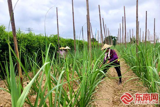 奏响振兴强音 漳州台商区沙洲村农文旅融合书写文明新篇