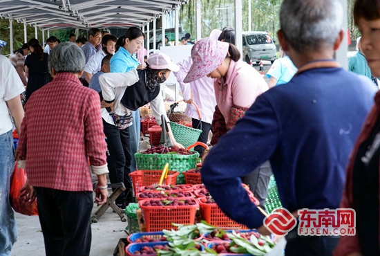 南安东田：百年圩市焕新彩 杨梅甜香引客来