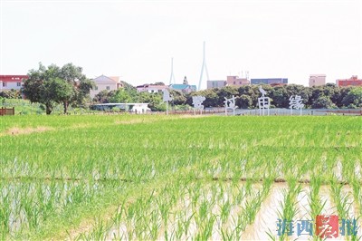 2025海沧里·夏日乡村嘉年华暨农耕研学之旅活动将举办