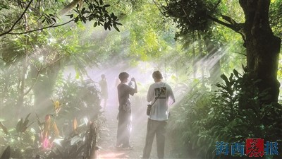 穿梭绿意之间感受清凉时光 盘点厦门夏日避暑好去处