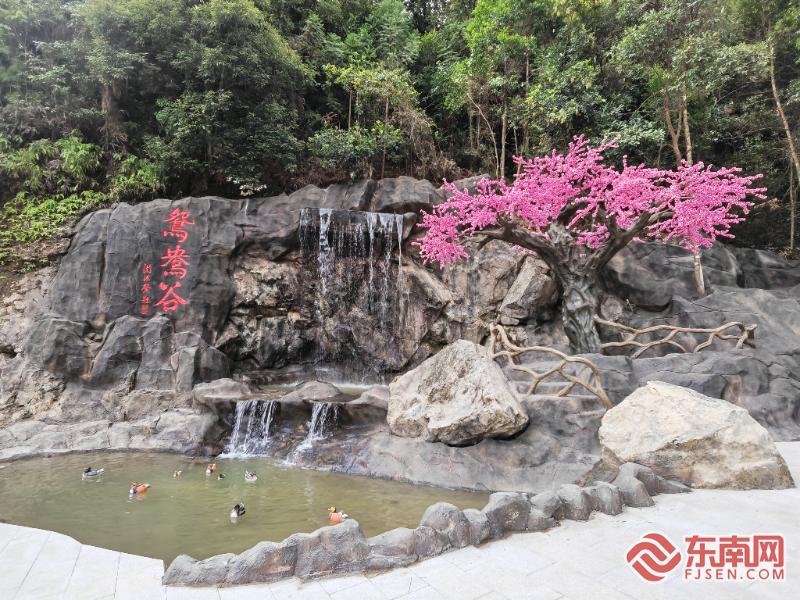 宁德古田大甲：一群鸳鸯带来乡村蝶变
