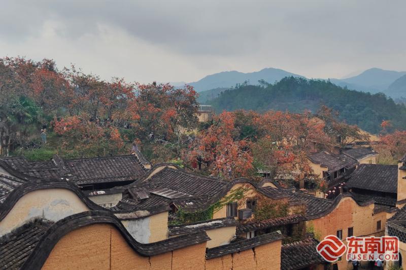 红柿映山海 宁德全域旅游四季皆景