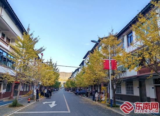 泉州德化：银杏灿若金 秋意引客来