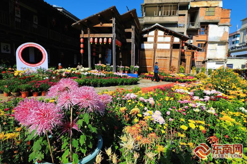 宁德蕉城400年绣花楼遇上千盆菊花，浪漫！
