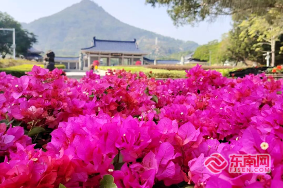 冬日里的花团锦簇 漳州云霄将军山景区有“花招”
