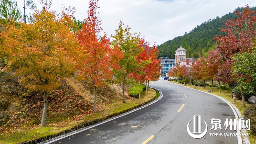 冬景缤纷似春华 来泉州赏南国冬韵图